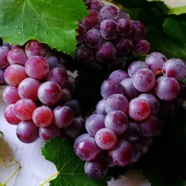 bunches of purple grapes