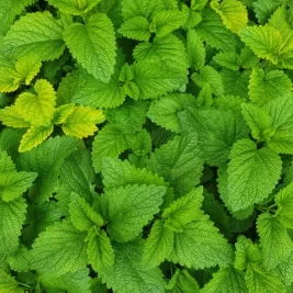 close up of mint leaves.