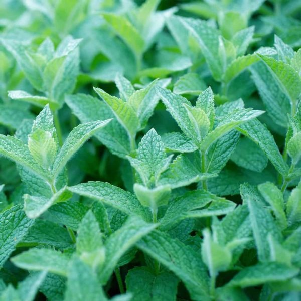 Close up of fresh green mint leaves on a plant.