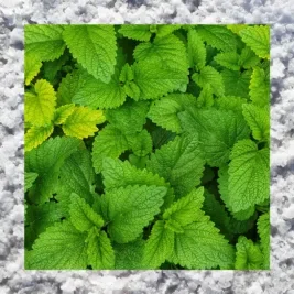 Green mint leaves surrounded by a salt border.