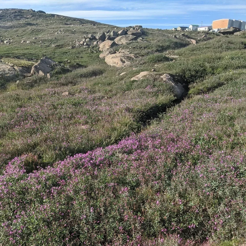 Spring Nunavut landscape, with purple flowers